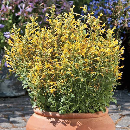 Arizona Sun agastache Agastache Arizona Sun - Agastache x hybrida