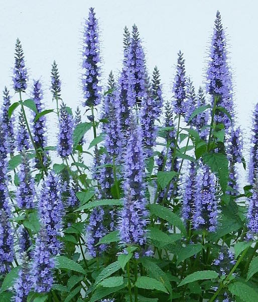 Astello Indigo agastache Agastache Astello Indigo - Agastache x hybrida