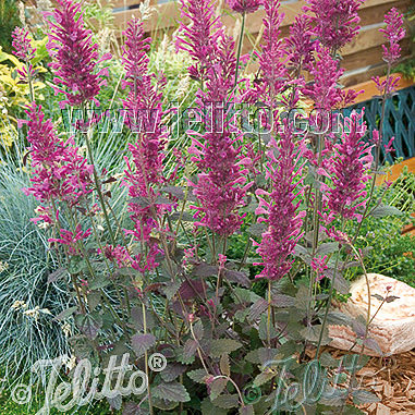 Agastache Bolero - Agastache Cana-Hybr