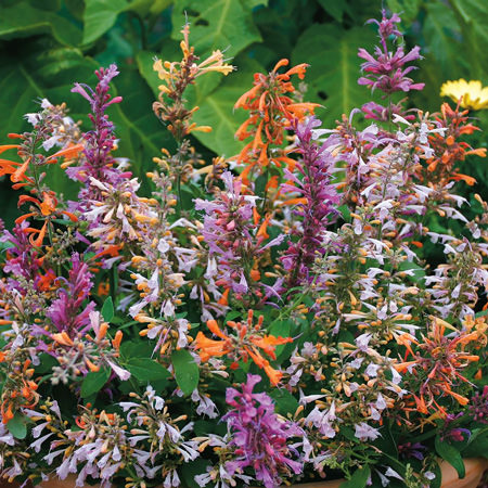 Fragrant Delight agastache Agastache Fragrant Delight - Agastache aurantiaca