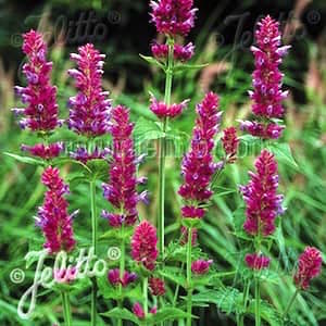 Globetrotter agastache Agastache Globetrotter - Agastache Pallida-Hybr.
