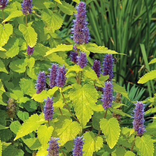 Agastache Golden Jubilee - Agastache foeniculum