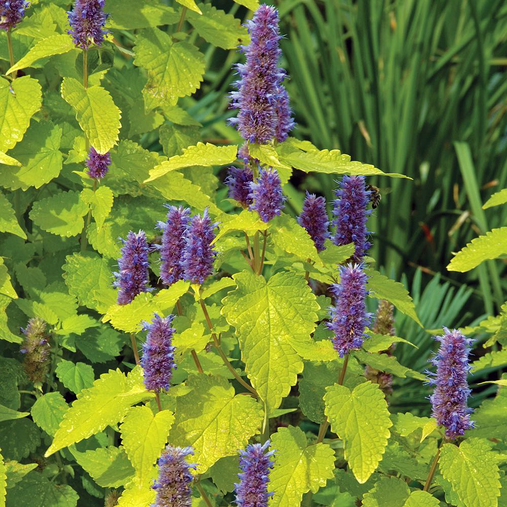 Golden Jubilee agastache Agastache Golden Jubilee - Agastache foeniculum