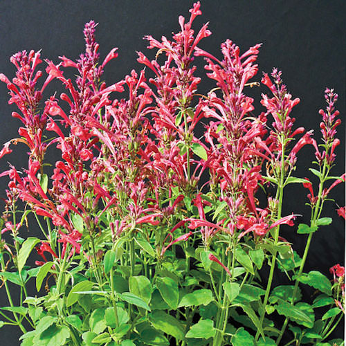 Raspberry Daiquiri agastache Agastache Raspberry Daiquiri - Agastache x hybrida