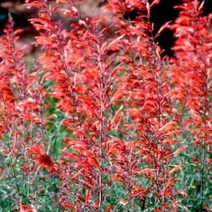Apache Sunset agastache Agastache Apache Sunset - Agastache rupestris