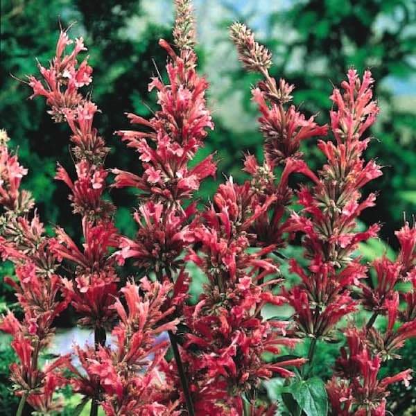 Agastache Sangria - Agastache mexicana