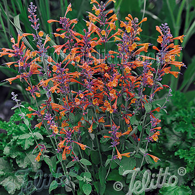 Tango agastache Agastache Tango - Agastache aurantiaca