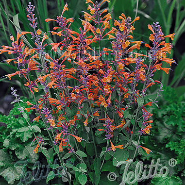 Agastache Tango - Agastache aurantiaca