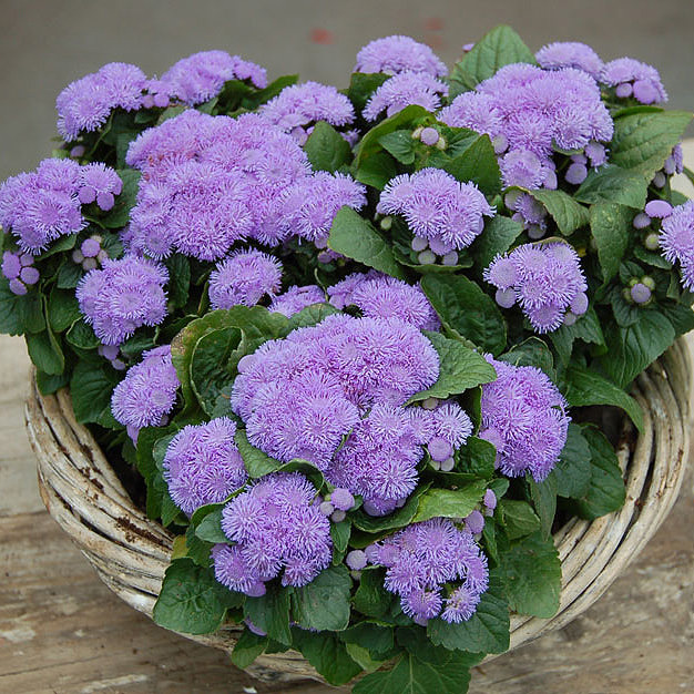 Ageratum Aloha Blue seeds