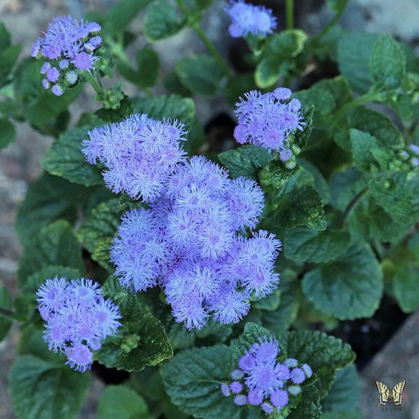 Ageratum Blue Horizon flower