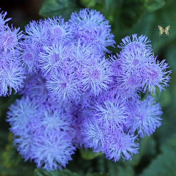 Blue Horizon ageratum Ageratum Blue Horizon flowers