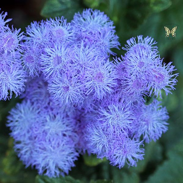 Ageratum Blue Horizon flowers