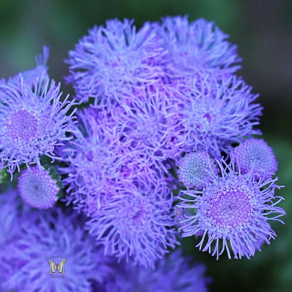 Blue Horizon ageratum Ageratum Blue Horizon
