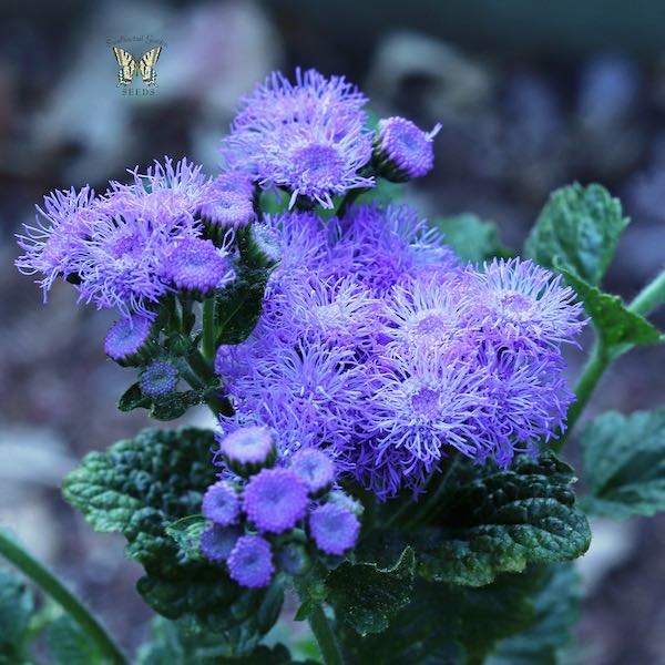 Ageratum Blue Horizon seeds