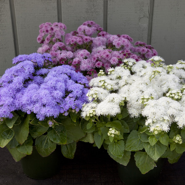 Cloud Nine Mix ageratum Cloud Nine Mix ageratum