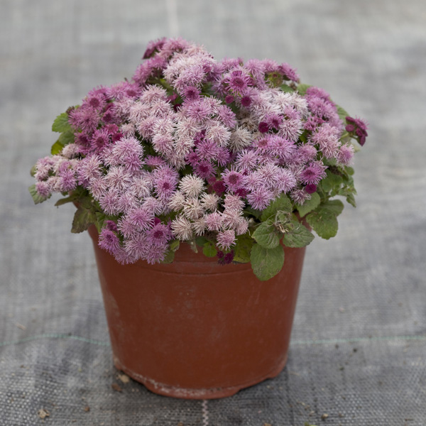 Cloud Nine Pink ageratum Cloud Nine Pink floss flower seeds
