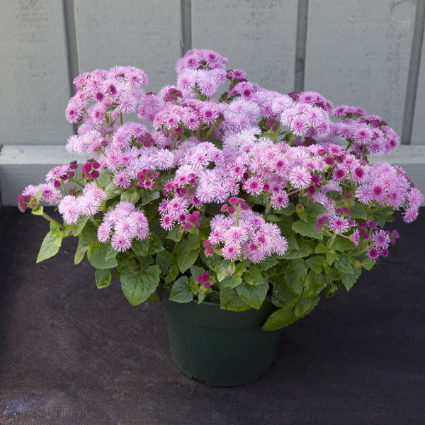 Cloud Nine Pink ageratum Ageratum Cloud Nine Pink seeds