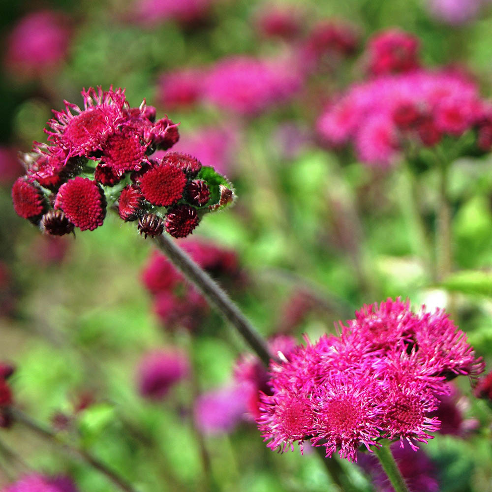 Ageratum Red Flint