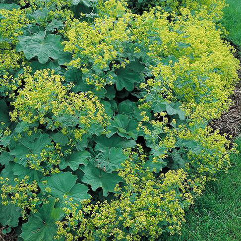 Thriller lady's mantle Lady's Mantle Thriller - Alchemilla mollis