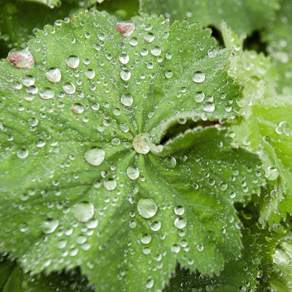 Thriller lady's mantle leaf Thriller Lady's Mantle