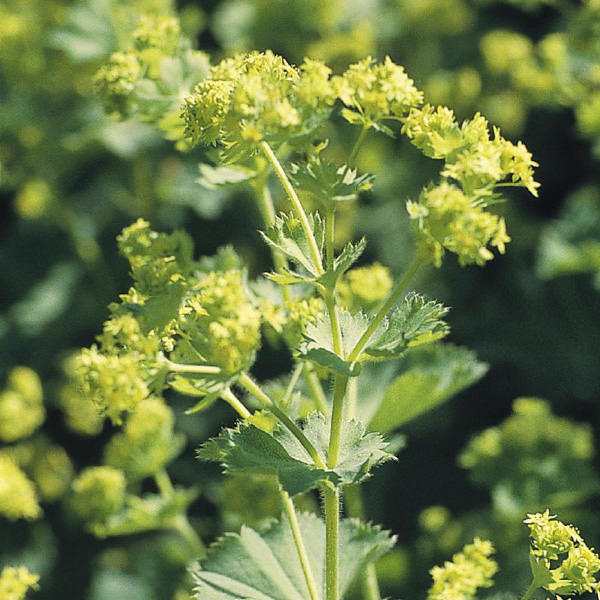 Thriller lady's mantle flowers Thriller Lady's Mantle