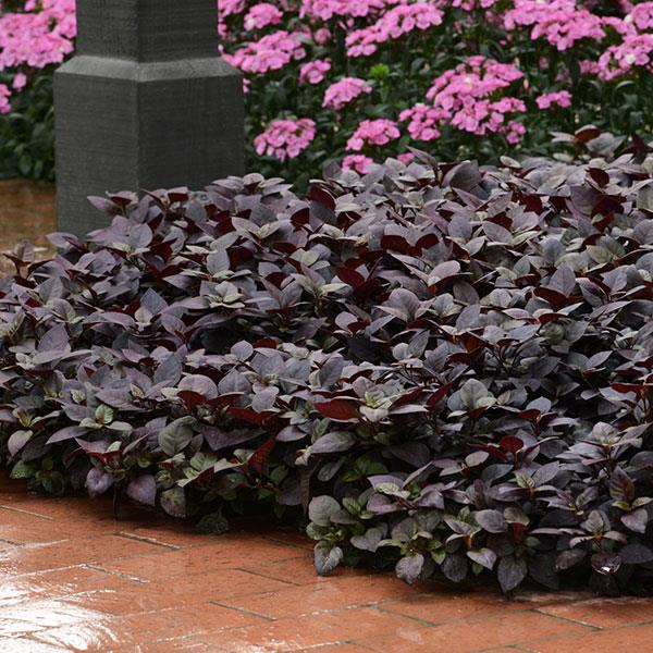 Purple Prince alternanthera Purple Prince alternanthera ground cover