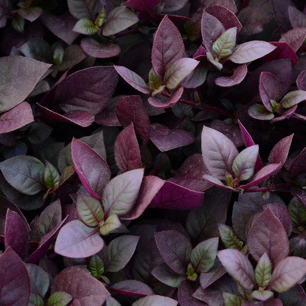 Purple Prince alternanthera Purple Prince alternanthera seeds