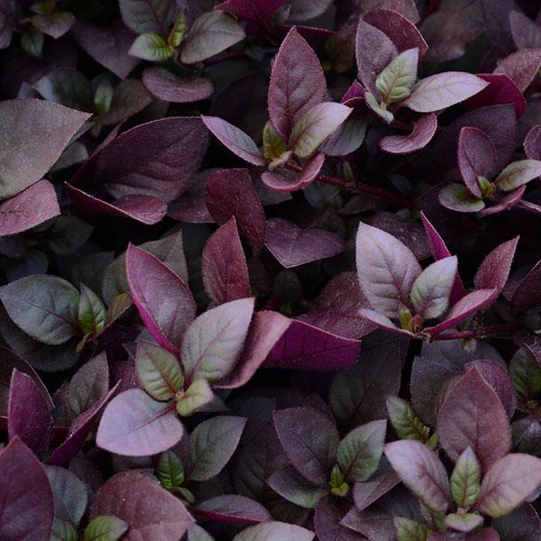 Purple Prince alternanthera seeds