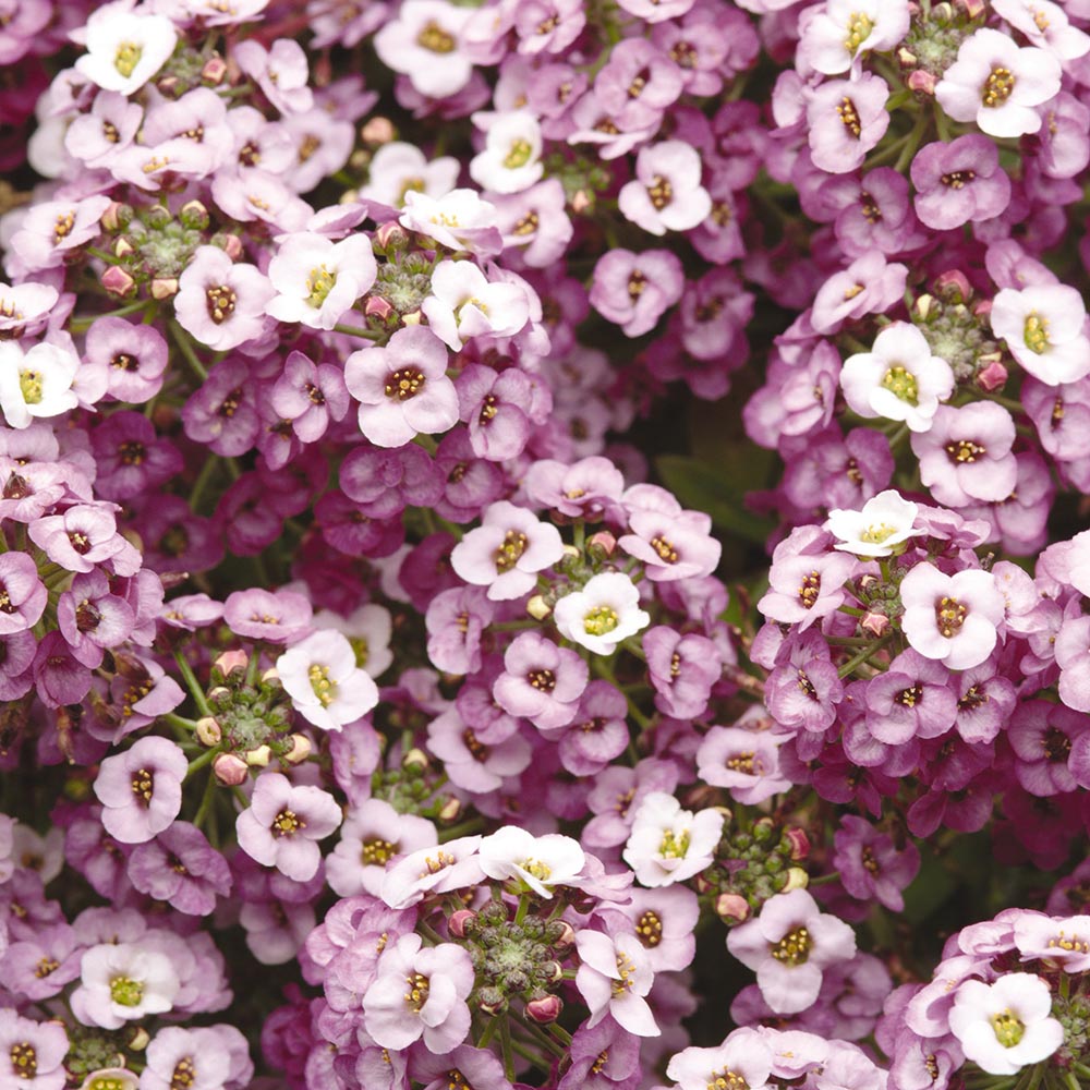 Alyssum Clear Crystal Lavender Shades