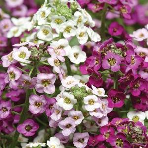 Clear Crystal Mix alyssum Alyssum Clear Crystal Mix