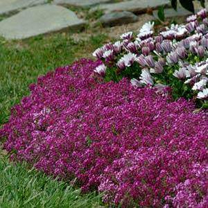 Clear Crystal Purple Shades alyssum Alyssum Clear Crystal Purple Shades