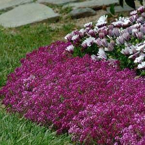 Alyssum Clear Crystal Purple Shades