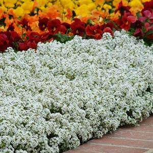 Clear Crystal White alyssum Alyssum Clear Crystal White