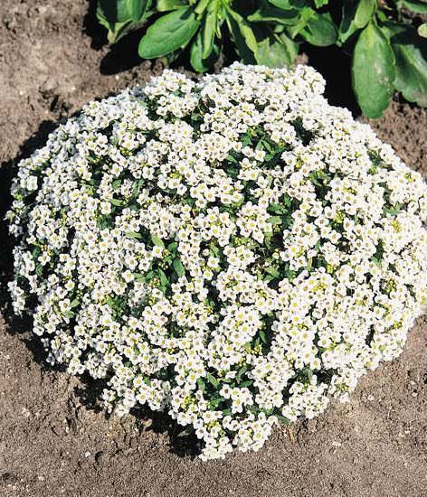 Alyssum New Carpet of Snow