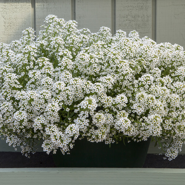 Alyssum North Face