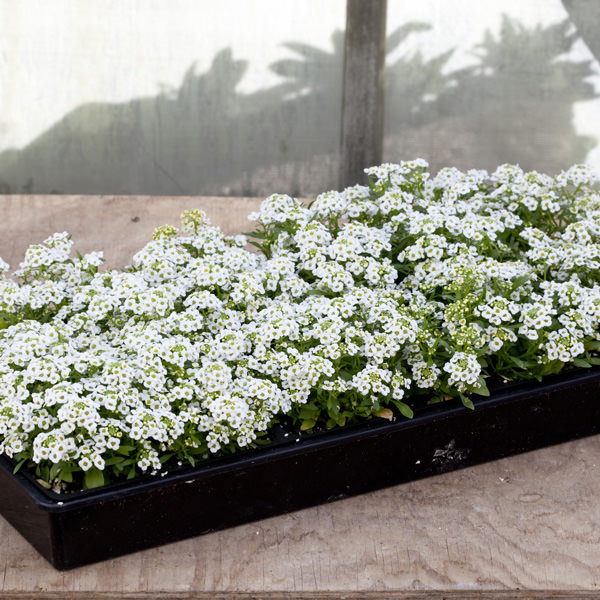 Alyssum North Face