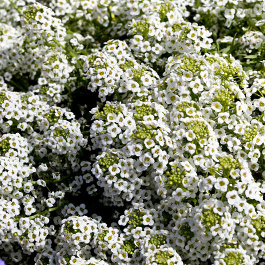 Alyssum North Face