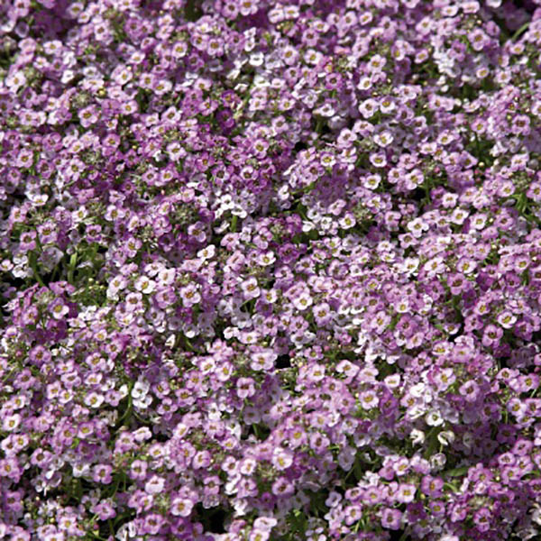 Alyssum Wonderland Blue