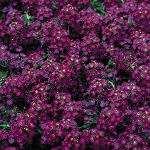 Alyssum Wonderland Deep Purple