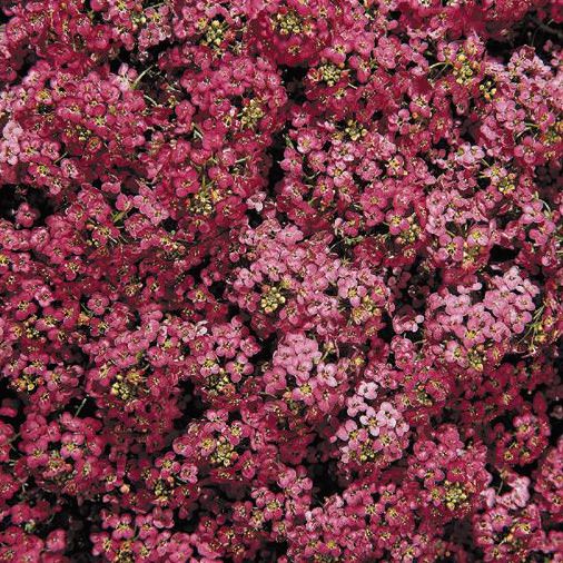 Alyssum Wonderland Deep Rose