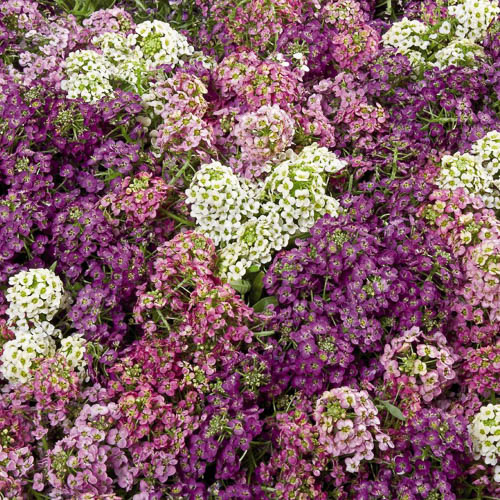 Wonderland Mix alyssum Lobularia Wonderland Mix alyssum