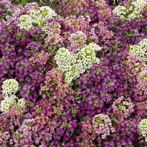 Lobularia Wonderland Mix alyssum