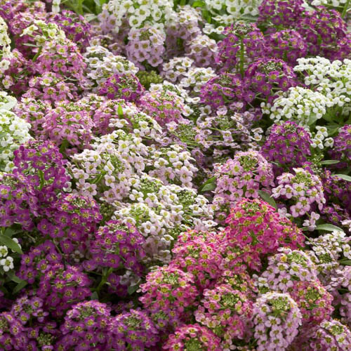 Wonderland Mix alyssum Alyssum Wonderland Mix - Lobularia-maritima