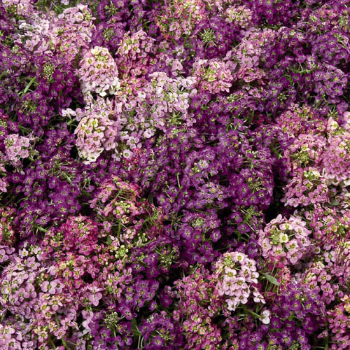 Wonderland Mix alyssum Alyssum Wonderland Mix