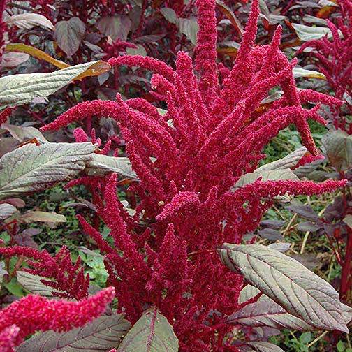 New Seeds 2017 Swallowtail Garden Seeds