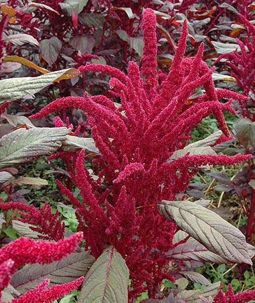 Burgundy amaranthus seeds