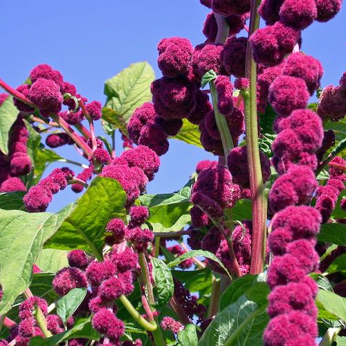 Dreadlocks amaranthus seeds