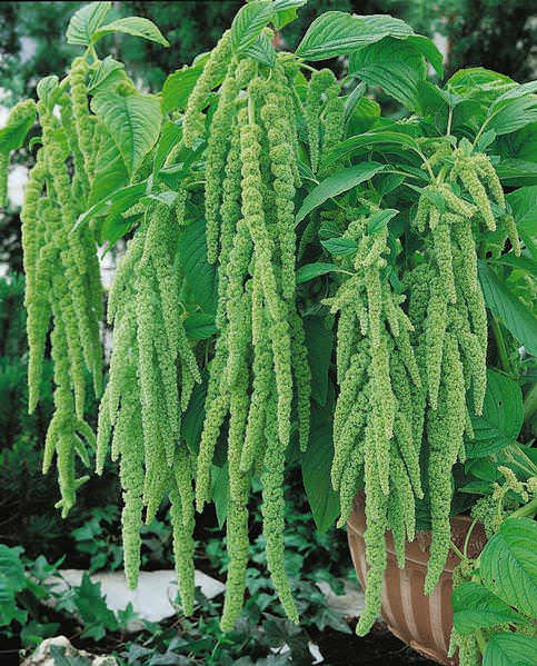 Green Tails amaranthus Green Tails amaranthus seeds