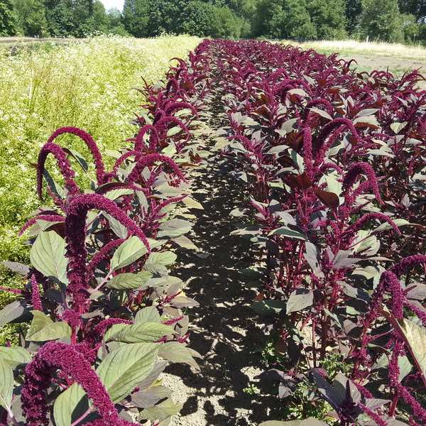 Hopi Red Dye amaranthus seeds