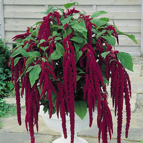 Love-lies-bleeding amaranthus seeds